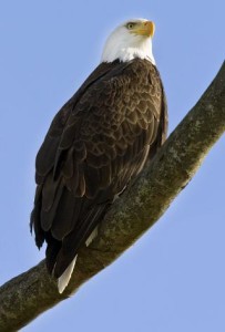 Bald_Eagle_2009.12.30.01