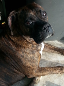 I would never eat the bread Mom put out for the birds! Would this sweet face lie?