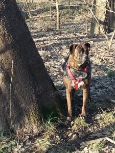 I saw a squirrel, Mom!