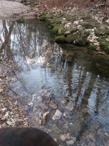 Minnows and frogs bones and mud, oh my!