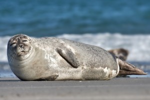 This is my definition of the perfect beach body!