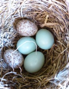 brown-headed-cowbird-eggs-in-eastern-bluebird-nest