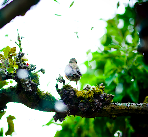 Preparing to fly