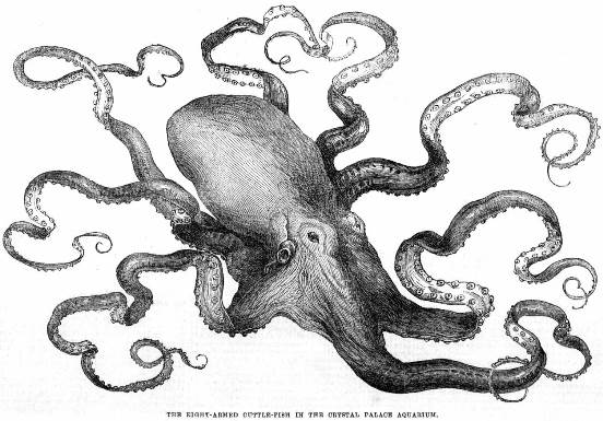 octopus