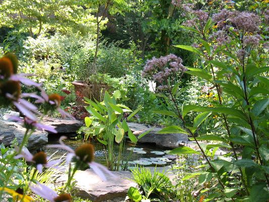 water garden