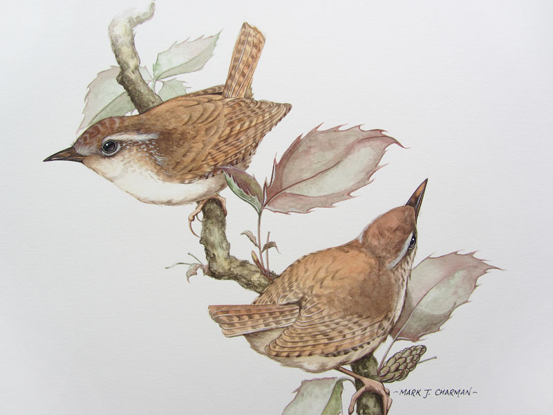 wren