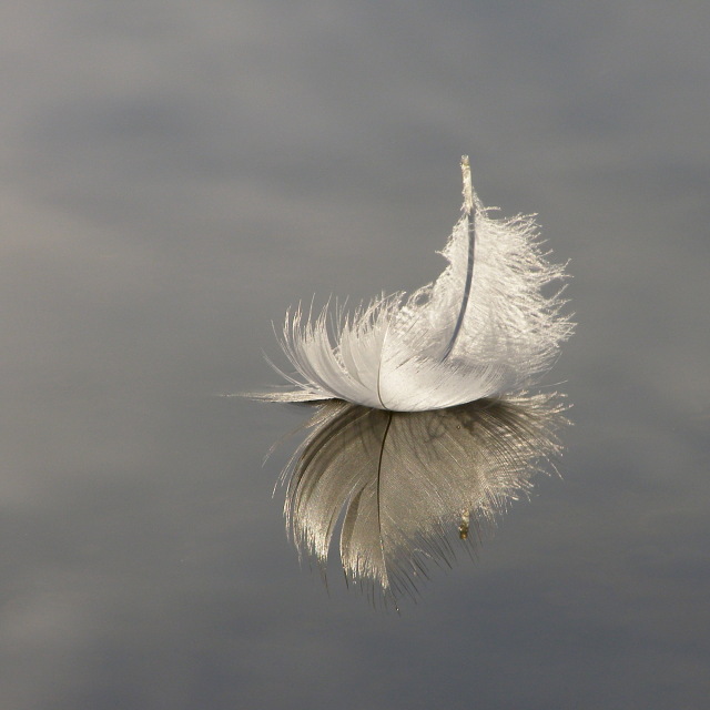 feather