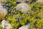 Harvesting Wild Blueberries